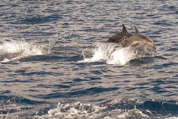 Dauphins