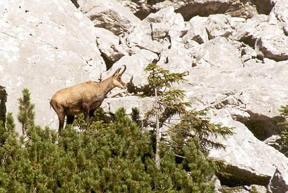 Chamois