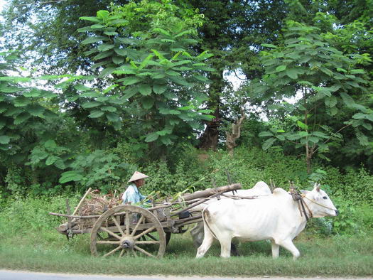 Zébus