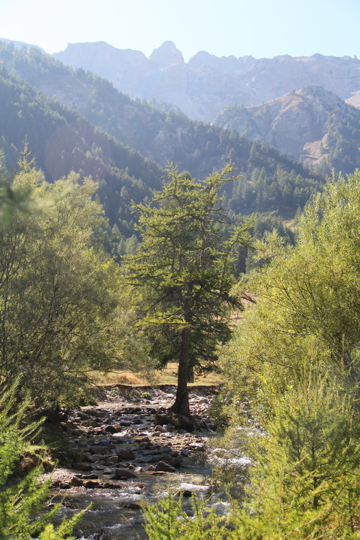 Arbre