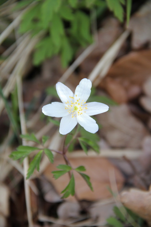 Fleur