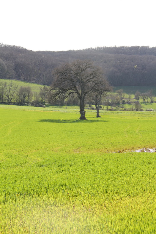 Arbre
