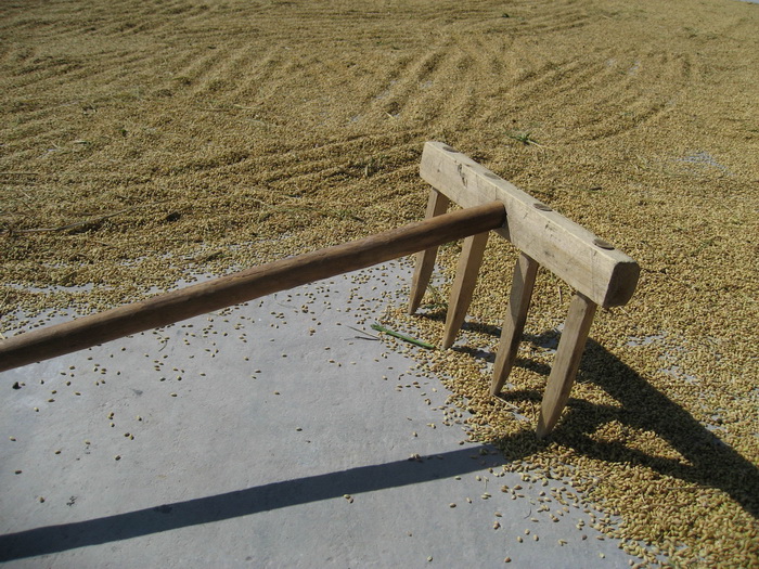 Riz