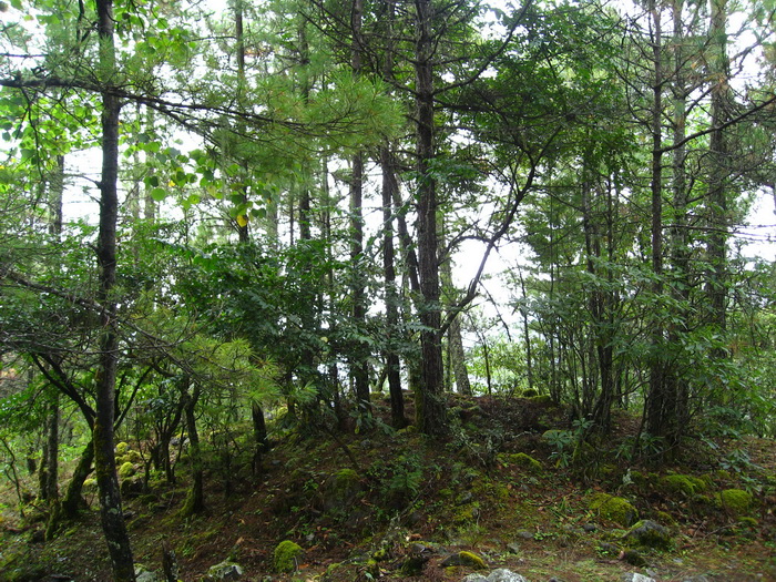 Forêt