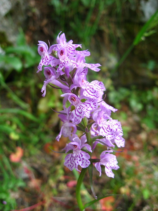 Orchidée tigrée