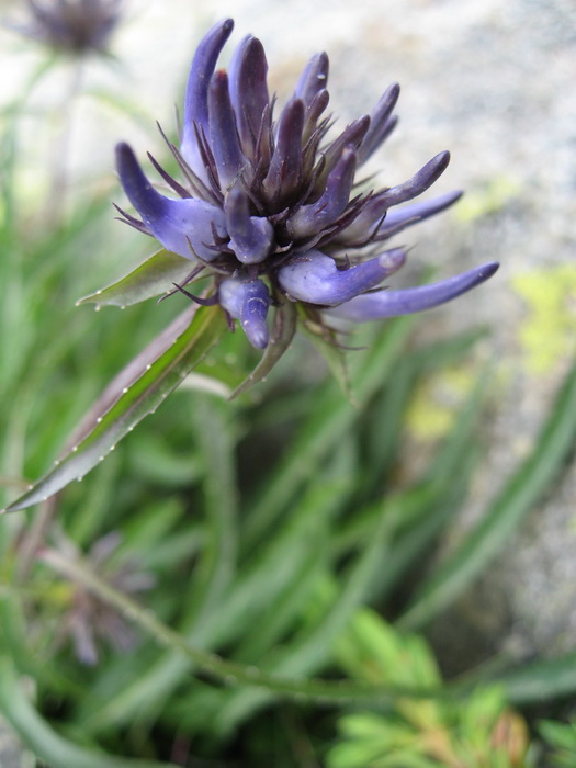 Fleur