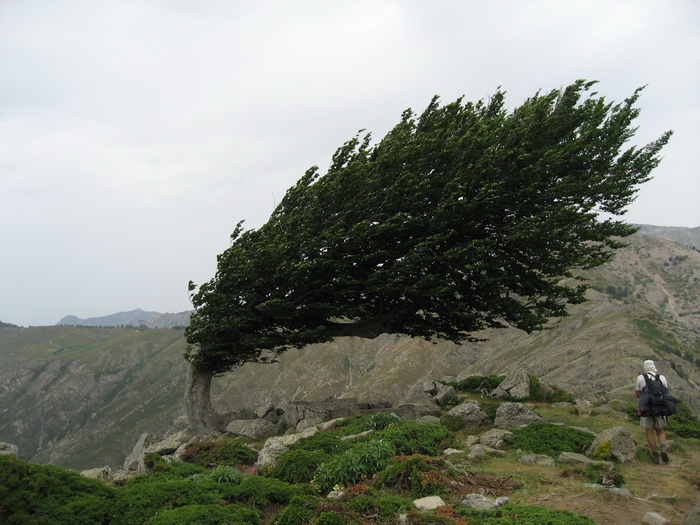 Arbre