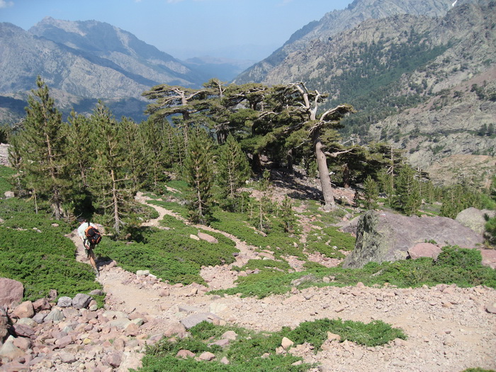 Bosquet