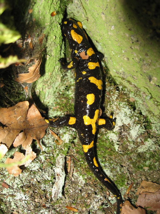 Salamandre