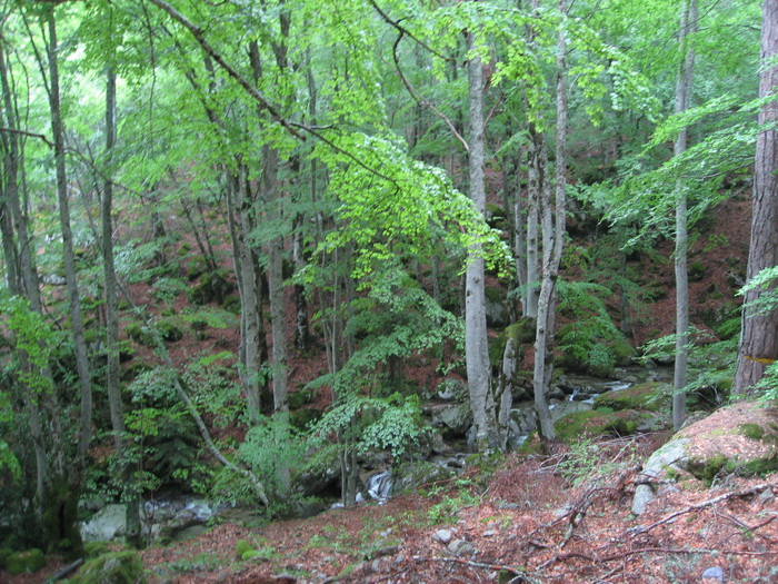 Forêt