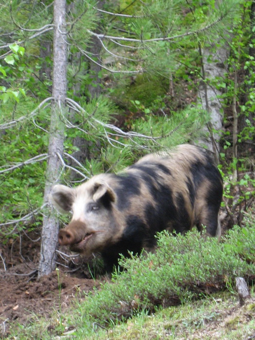 Cochon