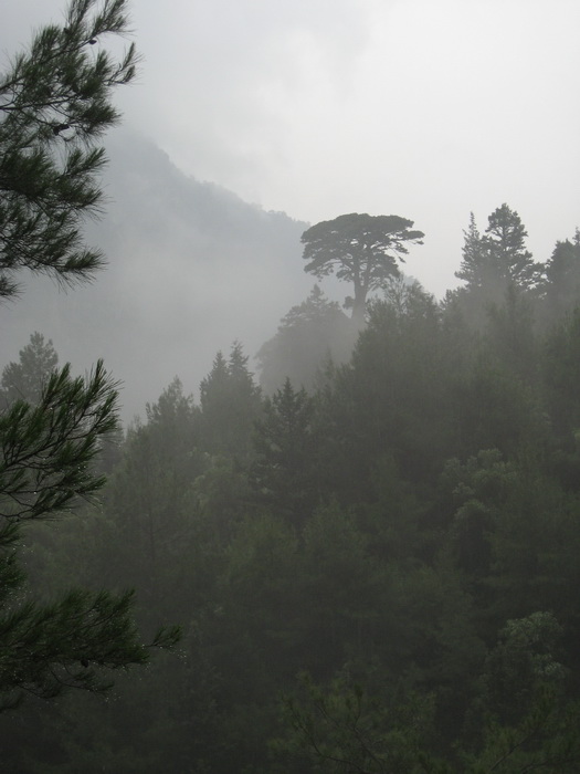 Arbre