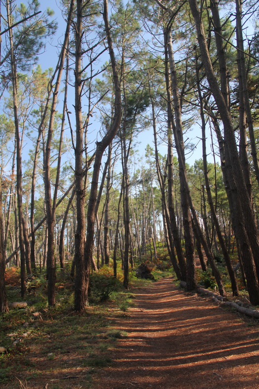 Forêt