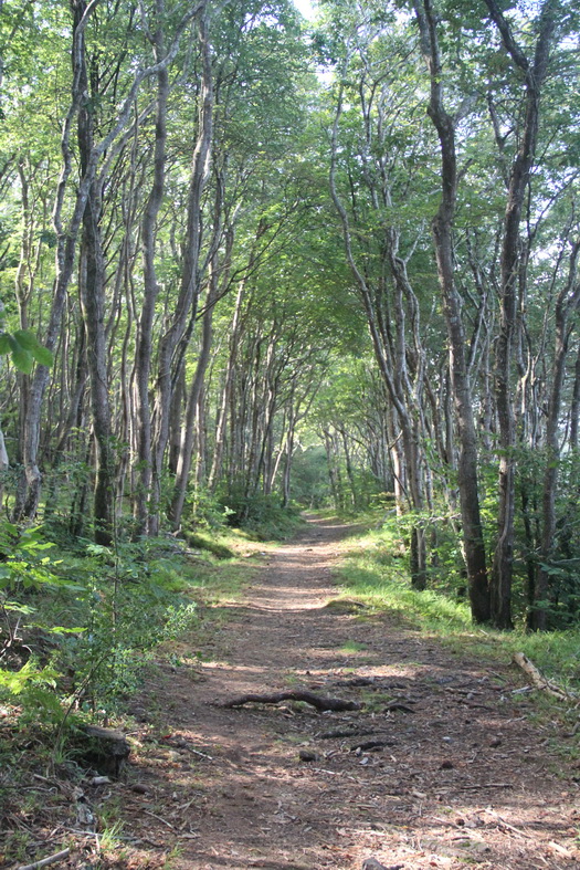 Chemin