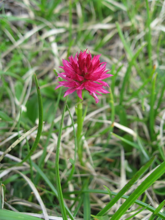 Orchidée