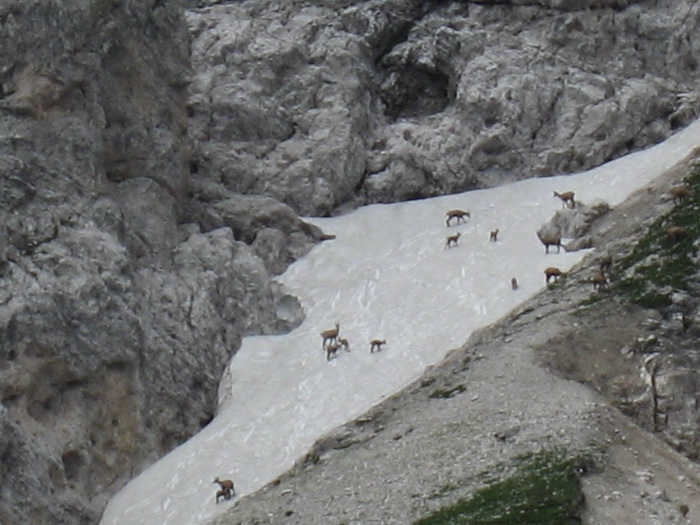 Chamois
