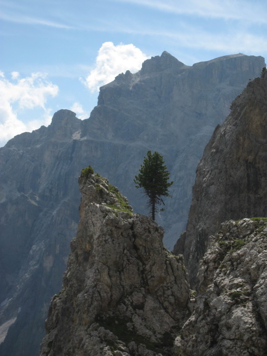 Arbre