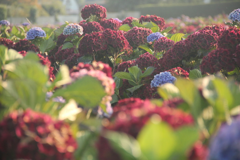 Hortensias