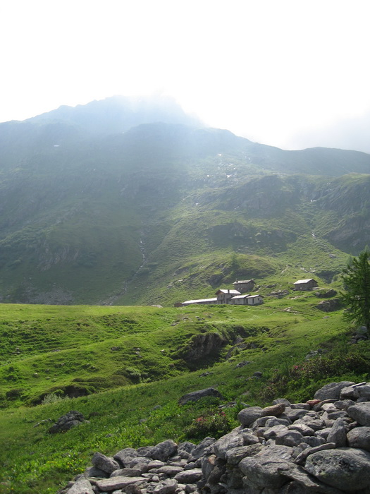Forêt