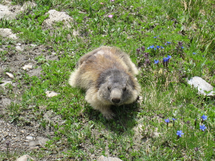 Marmotte