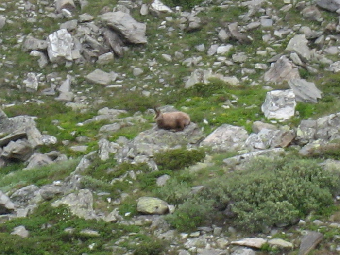 Chamois