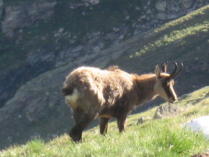 Chamois
