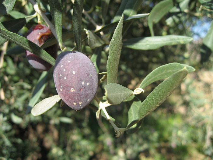 Olive