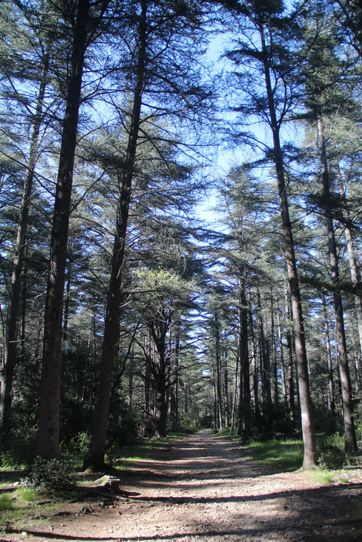 Forêt de cédres