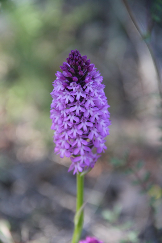 Orchidée