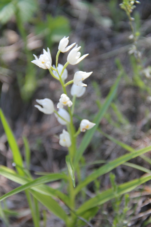 Orchidée