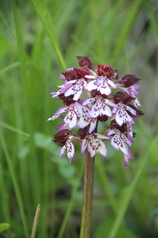 Orchidée