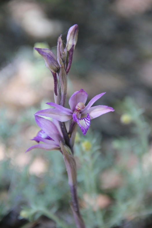 Orchidée
