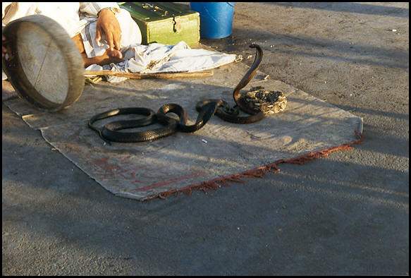 Serpent