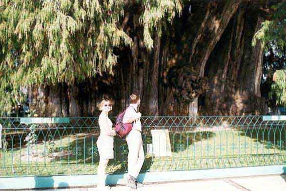 Arbre de Tule