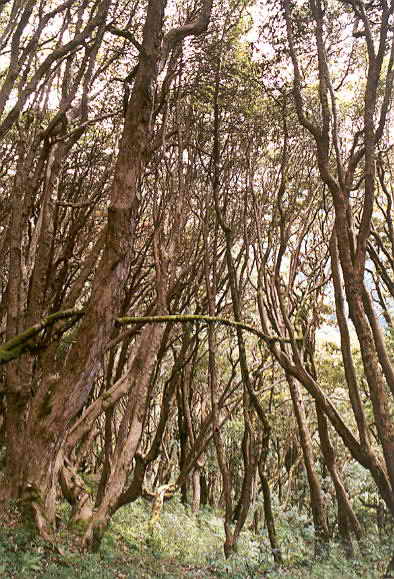 Forêt