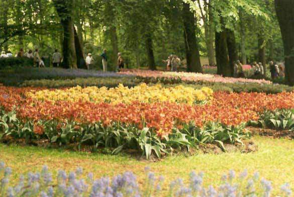 Tulipe