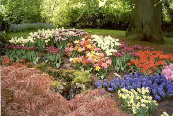 Tulipe