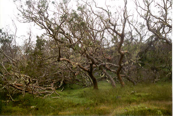Plaine des Tamarins