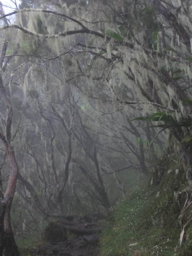 Forêt