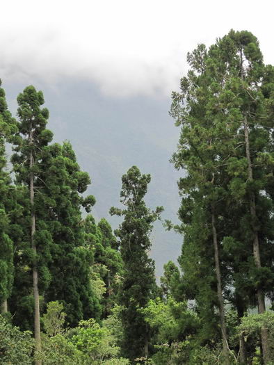 Arbre