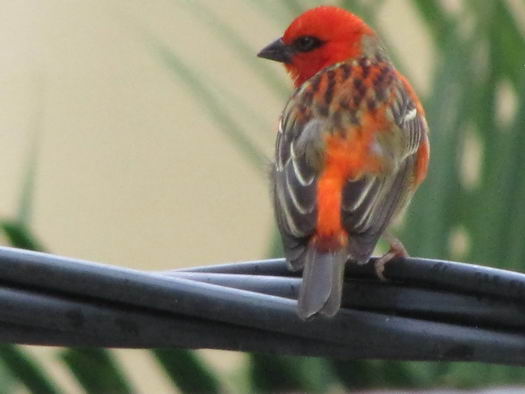 Cardinal