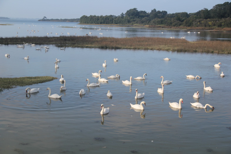 Cygnes