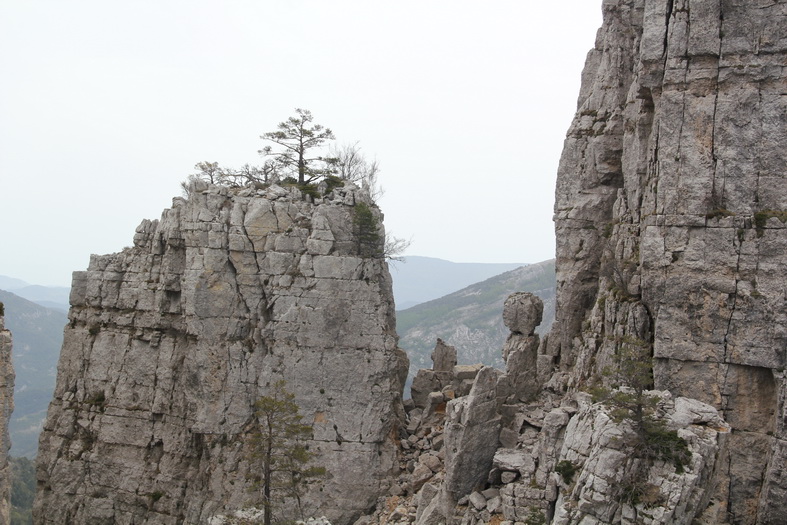 Un arbre