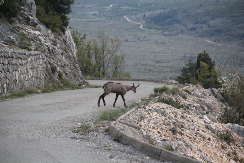 Chamois
